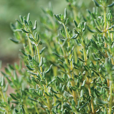 Thyme grown on the Freedom Foods farm adds classic flavor and color to dinner.