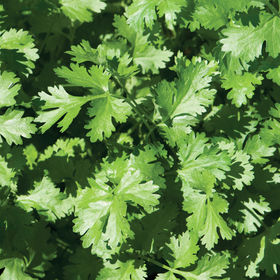 Cilantro (or coriander leaves) is now available on the farm! This zesty herb offers a nice citrusy flavor, especially in Asian and Latin American dishes.